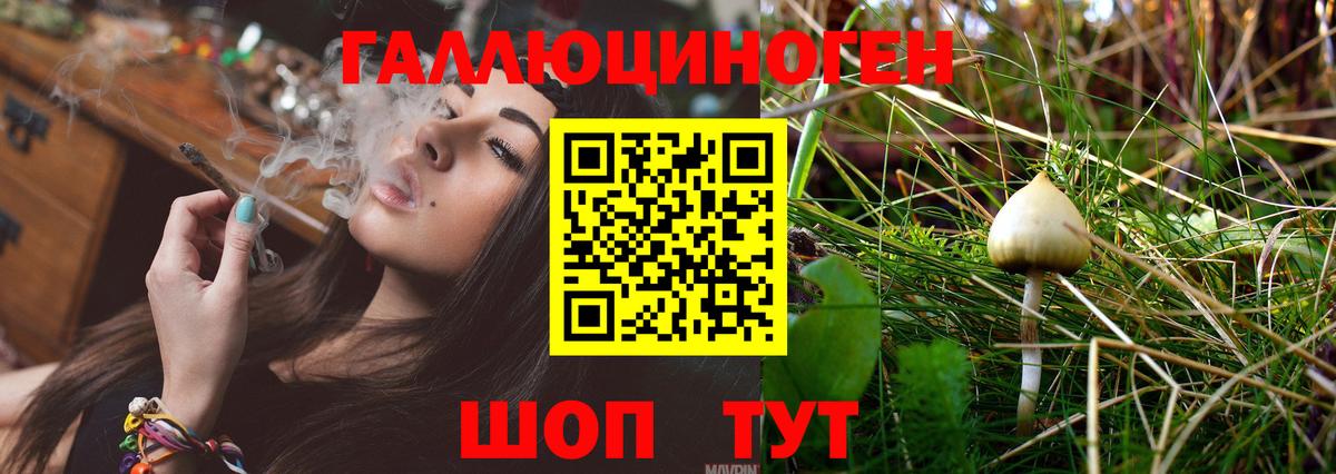 Галлюциногенные грибы Psilocybine cubensis Калининград